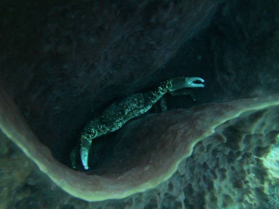Um gigantesco carangueijo se esconde dentro de esponja em Pot of Gold, em Montserrat, no Caribe